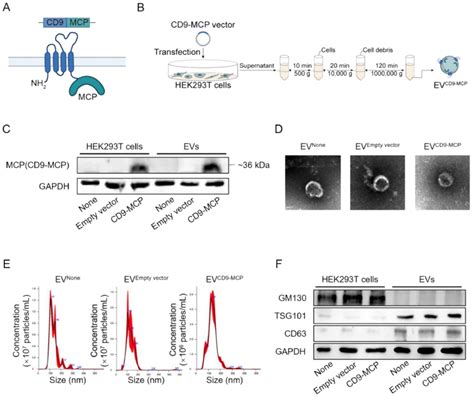 Evs Engineered With Cd Mcp Fusion Protein A Schematic Illustration