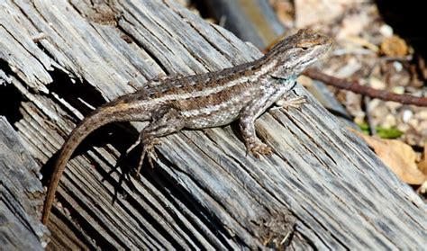 Southwestern Fence Lizard Sceloporus Cowlesi Sandia Hei Flickr