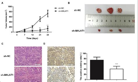 Inhibition Of Malat Suppresses Hepg Cells Growth In Vivo A Tumor