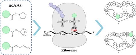 链霉菌 ：非常规氨基酸掺入核糖体合成天然产物的新细胞工厂acs Chemical Biology X Mol