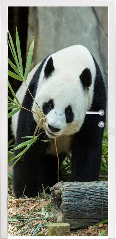 Deursticker Panda Boomstam Grot X Cm Deurposter Bol