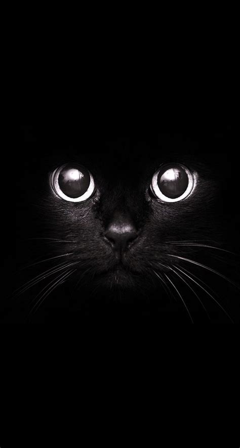 Cute Black Cat Wallpaper iPhone - 3D iPhone Wallpaper