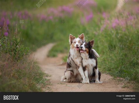 Two Dogs Hugging Image & Photo (Free Trial) | Bigstock