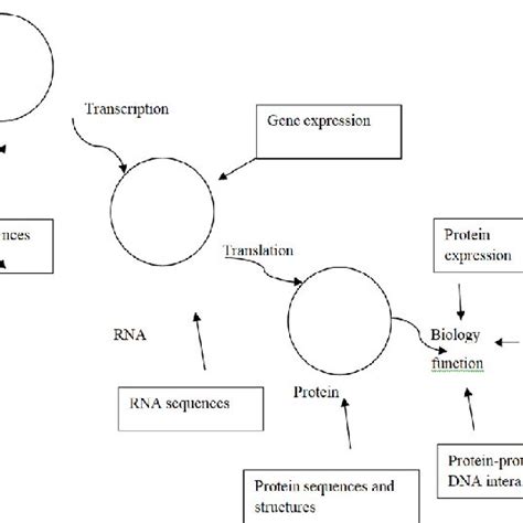 biological processes  scientific diagram