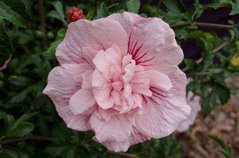 Hibiscus Pink Chiffon John Woods Nurseries