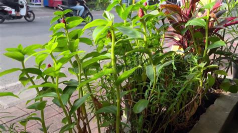 Urban Scene With Green Plants And Busy Bustling Street With City