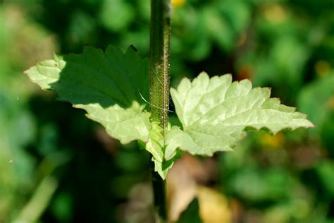 Scrophularia Peregrina Pallano