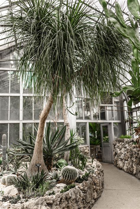 Glass greenhouse with exotic trees and plants · Free Stock Photo