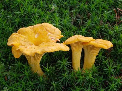 La Chanterelle Ou Girolle En Aveyron