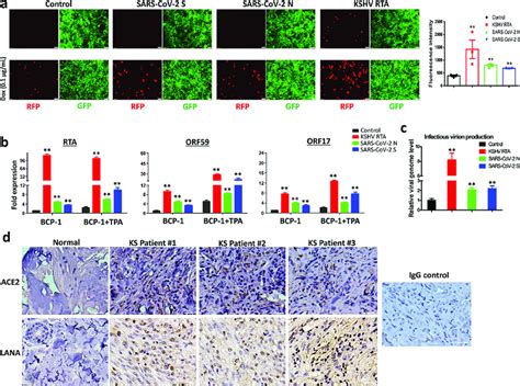 Ectopic Expression Of Sars Cov Proteins Induces Kshv Lytic Gene