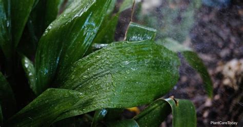 Watering Cast Iron Plants How To Water Aspidistra Plants