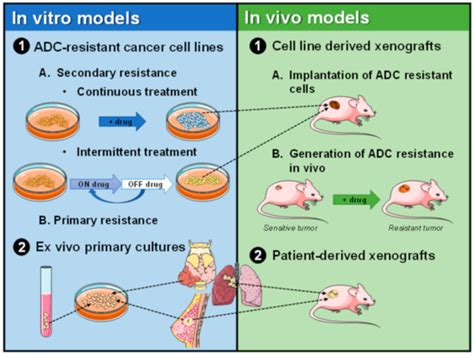 Cancers Free Full Text Generation Of Antibody Drug Conjugate Resistant Models