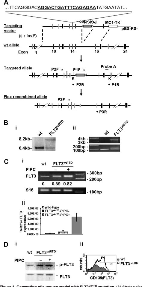 Figure From Knock In Of An Internal Tandem Duplication Mutation Into