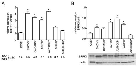 Expression Of SRPK1 Protein In Ovarian Cancer Cell Lines Sensitive Or