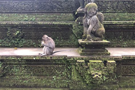 Visiting The Monkey Forest In Ubud Bali Indonesia Buy The Plane Ticket