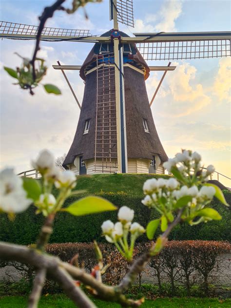 Gezellige Najaarsmarkt Bij Molen De Duif Nunspeet Nu