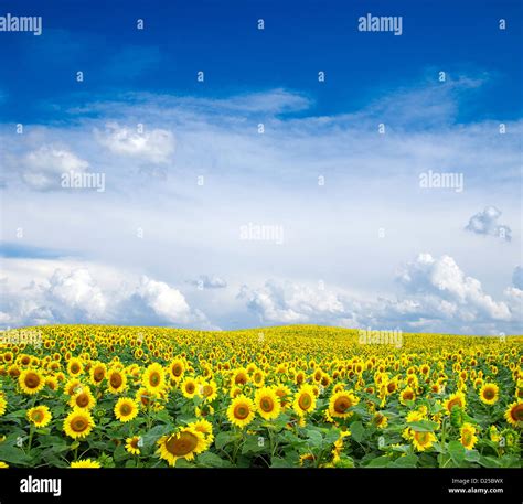 Blooming Field Of Sunflowers On Blue Sky Stock Photo Alamy