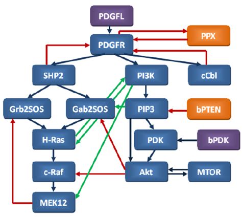 Pdgf Signaling Pathway