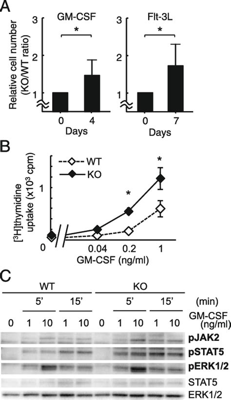 Gm Csfdependent Growth And Signaling Responses Were Enhanced In Lnk