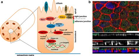 Overview of a renal epithelial tubule. a Example of a kidney tubule... | Download Scientific Diagram