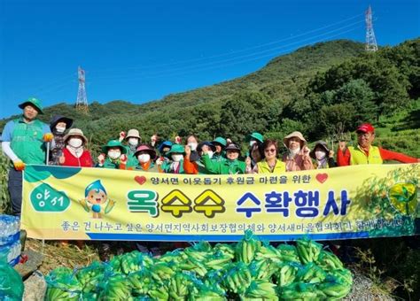 양평군 양서면지역사회보장협의체 새마을협의회와 함께 옥수수 수확