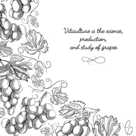 Twigs Grapes Background Grape Winemaking Grapes Drawing Grapes Sketch