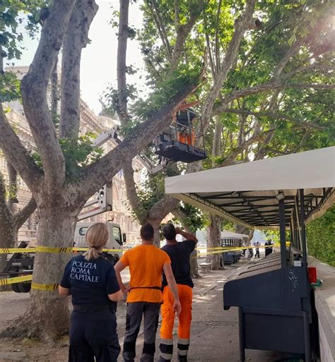 Albero Cade E Danneggia Uno Stand Del Lungotevere FOTO