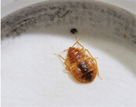 Homemade Bed Bug Traps Anyone Can Use