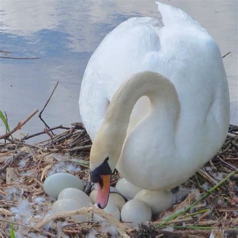 Trumpeter Swan Nest