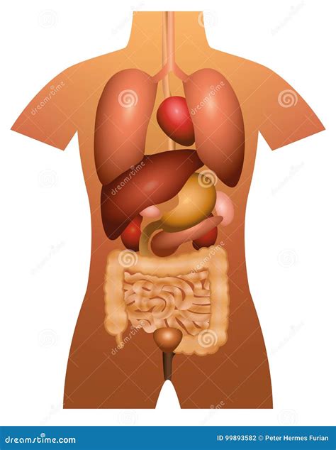 Anatomia Dell Essere Umano Degli Organi Interni Illustrazione