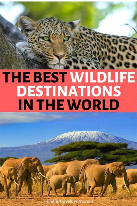 9 Best Wildlife Holidays in the World I Top Places to see wildlife