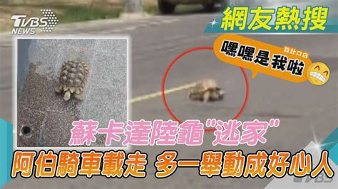 蘇卡達陸龜「逃家」 阿伯騎車載走 多一舉動成好心人｜tvbs新聞 Tvbsnews02 Youtube