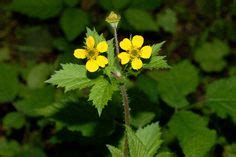 Large Leaved Avens. Astringent, poultice. Astringent, Garden Plants ...