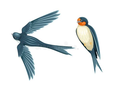 Swift Barn Swallow With Spread Wings In Flying Pose And Sitting On Tree