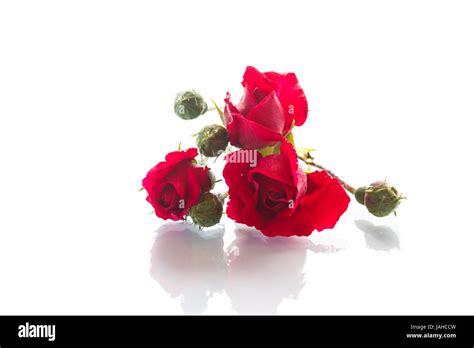 Red Rose Isolated Stock Photo Alamy