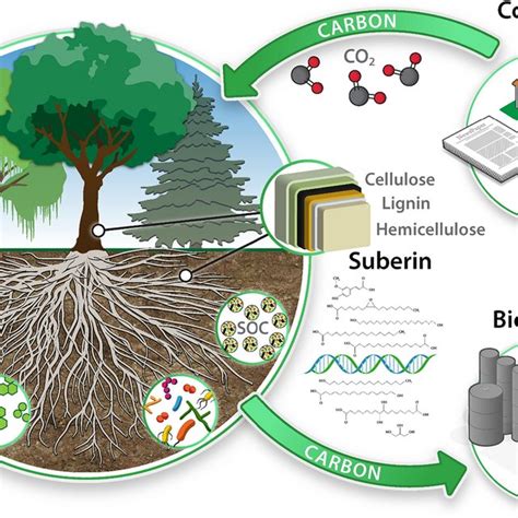 Graphical Representation Of The Significance Of Suberin In Plant