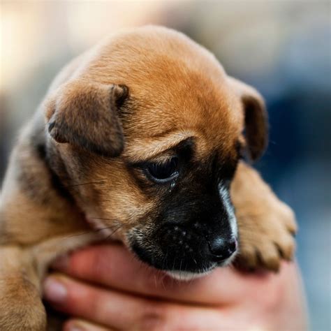 Do Dogs Miss Their Mom? + 5 Ways To Help Them Cope