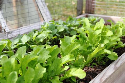 The Best Cover Crops For Raised Bed Gardens The Kitchen Garten