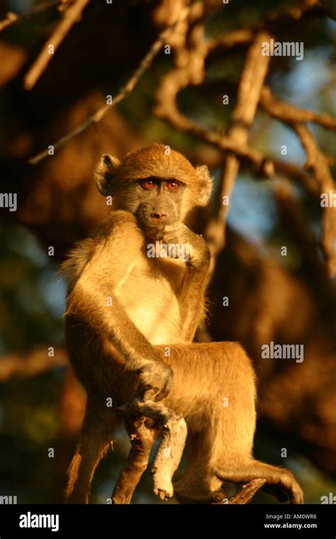 Young Baboon sitting Stock Photo - Alamy