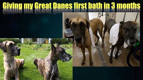 Giving My Great Danes Their First Bath In 3 Months Youtube