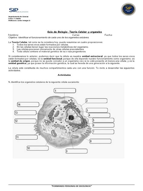 Guía De Biología Teoría Celular Y Organelos Nombre Curso Fecha Unduh Gratis Pdf