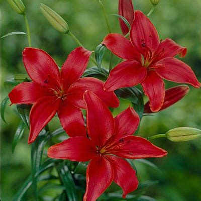 Asiatic Lily Bulbs Monte Negro Lilium American Meadows