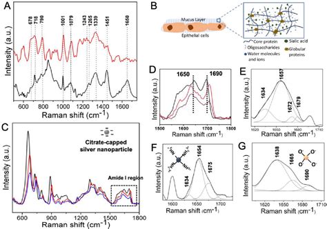 Figure 1 From Shedding Light On The Trehalose Enabled Mucopermeation Of