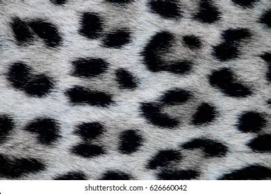 12,115 Snow Leopard Fur Images, Stock Photos, 3D objects, & Vectors ...