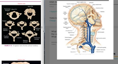 MSK Cervical Anatomy Quiz Neumann Flashcards Quizlet