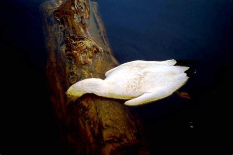 Migrating snow geese land in Berkeley Pit water — and survive | Montana News | billingsgazette.com