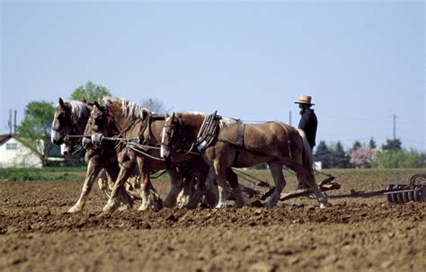 Free Images Work Field Farm Country Rural Food Herd Farming