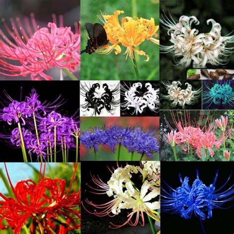 particulas lycoris radiata spider lily flor sementes planta interna