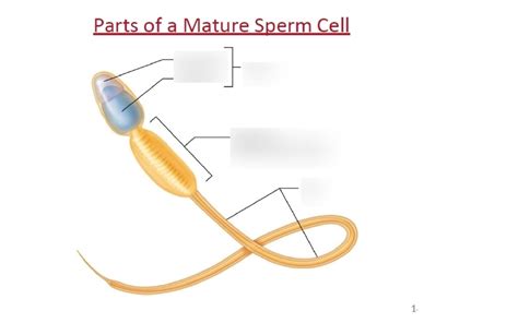 Parts of a Mature sperm cell Diagram | Quizlet