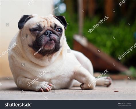 Lovely Funny White Cute Fat Pug Dog Close Up In Elegance Posting On The ...